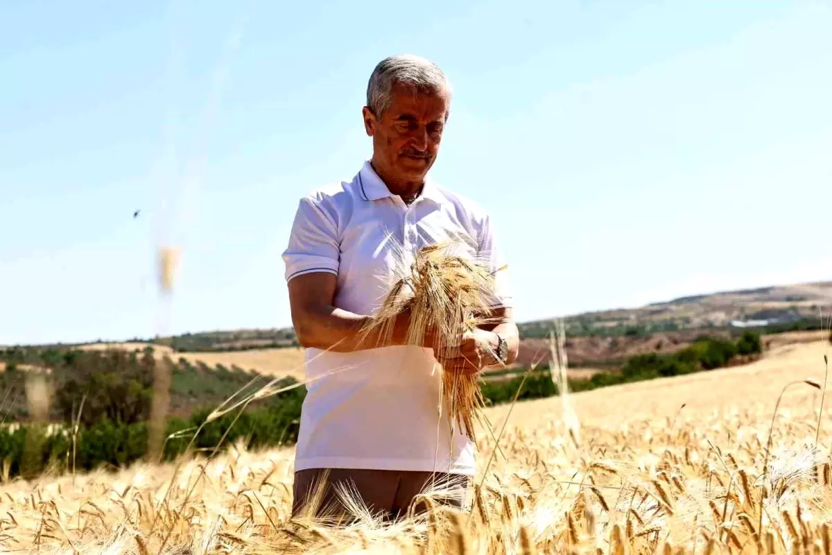 Gaziantep\'te Ücretsiz Arpa Dağıtımı ile Verimli Hasat Dönemi