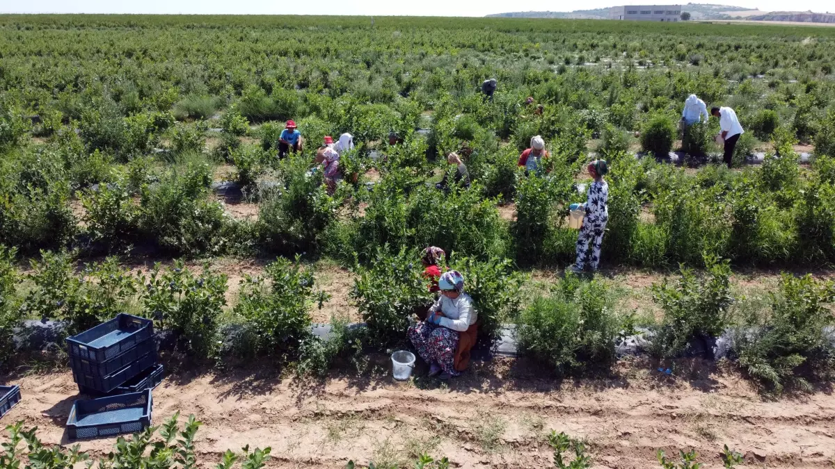 Edirne\'de Yaban Mersini Üretiminde Don Kaybı