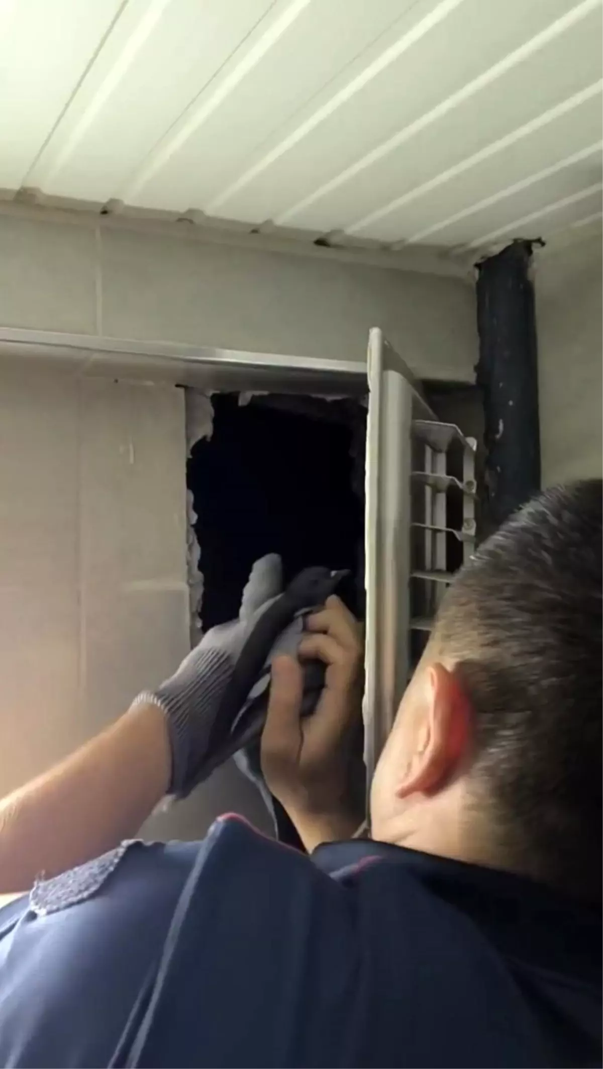 Sivas\'ta Sıkışan Güvercin İtfaiye Ekipleri Tarafından Kurtarıldı