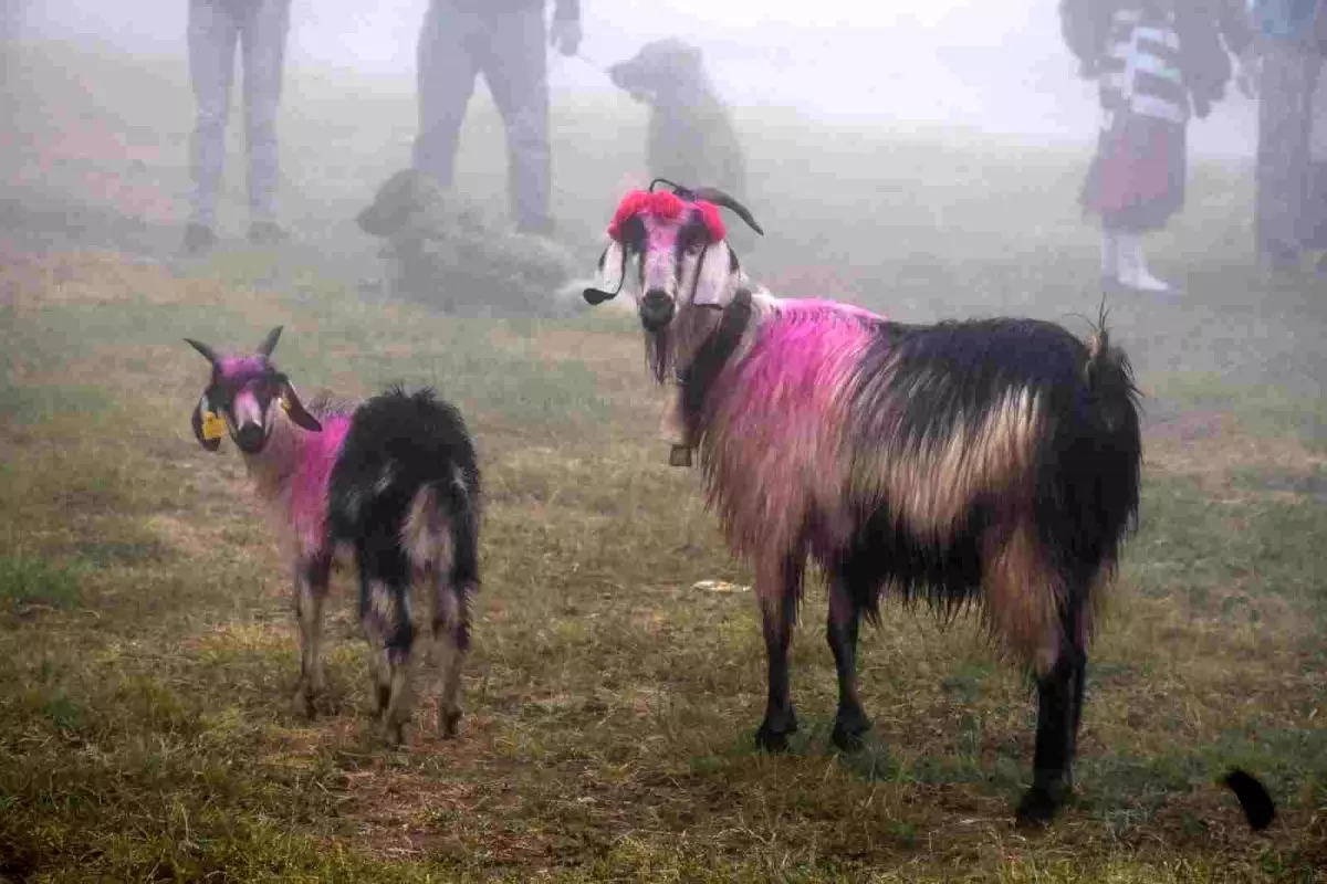 Hendek\'te Asırlık Yayla Göçü Başladı