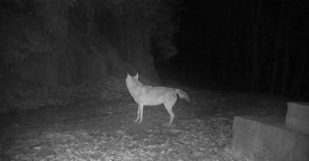 Küre Dağları\'nda Kurt Davranışları İzleniyor