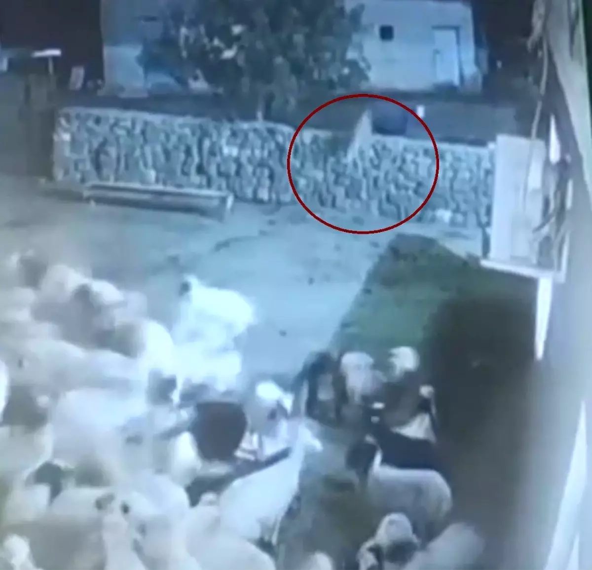 Kurt Koyunu Yakalamaya Çalıştı