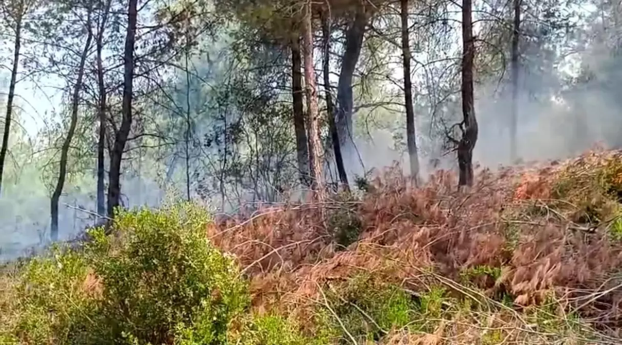 Adana\'da Orman Yangını Kontrol Altına Alındı