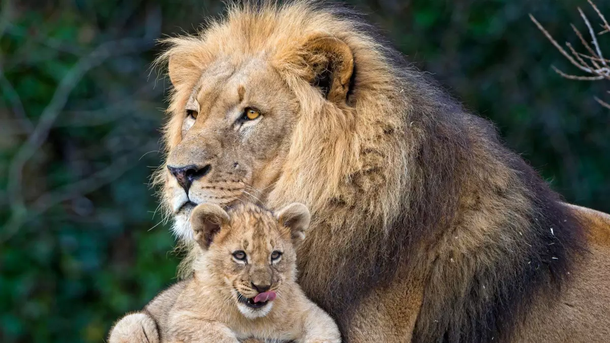 İyi Ebeveyn Olmanın Sırları