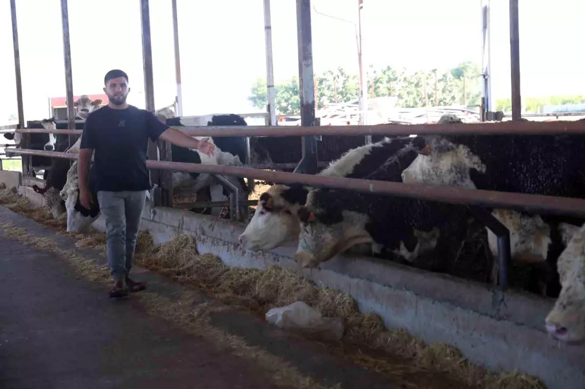 3 angus sevkiyat sırasında sırra kadem bastılar! Besicinin kaybı çok büyük