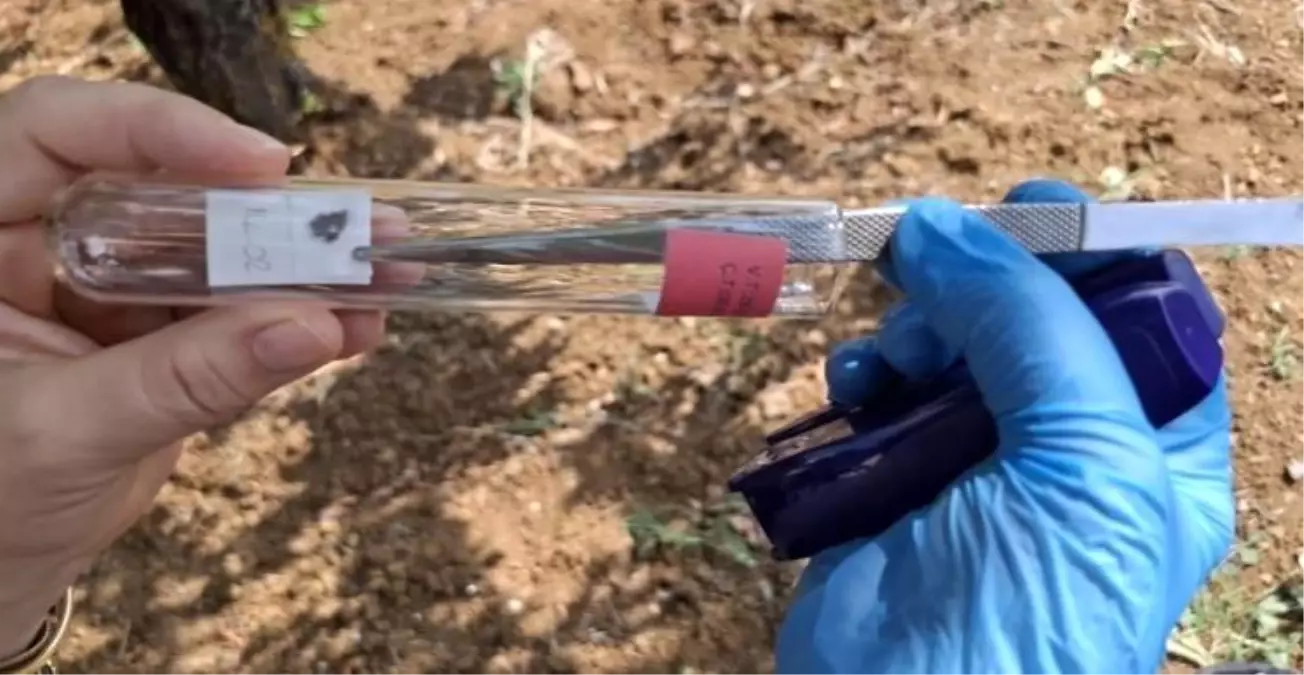 Bilecik\'te Kahverengi Kokarca ile Mücadele