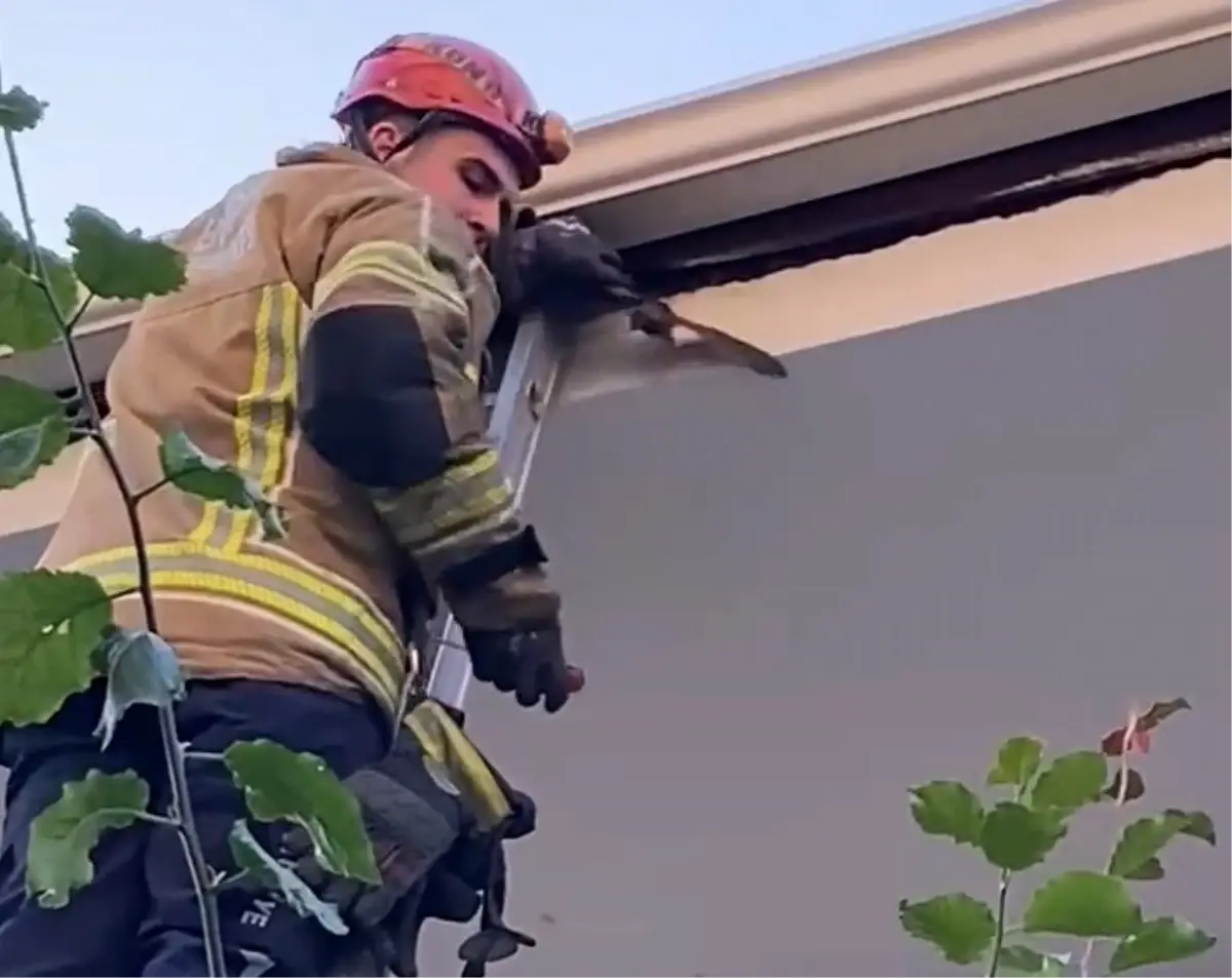 İnegöl\'de Ebabil Kuşu Kurtarıldı