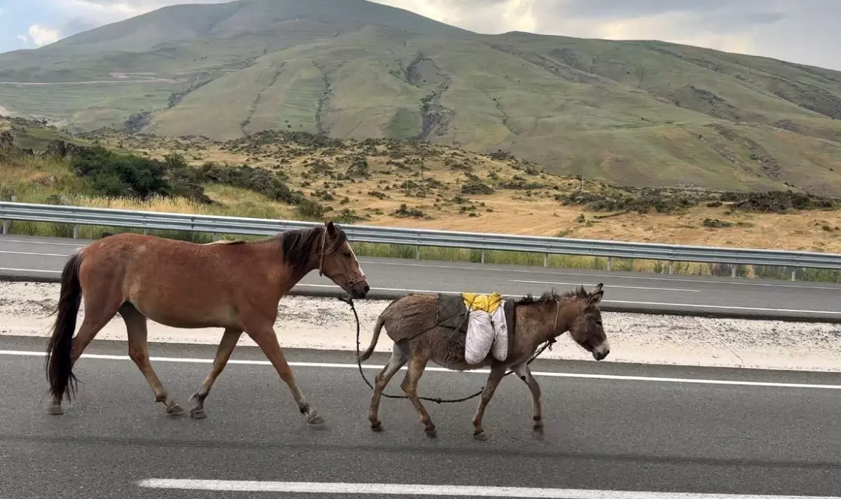 Yolda Koşan At ve Eşek Sürücülere Zor Anlar Yaşattı