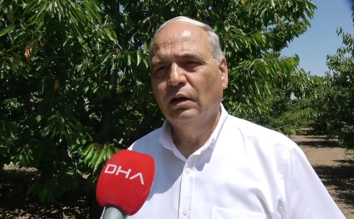 Afyon\'da Kiraz ve Vişne Rekolte Kaybı Yüzde 90