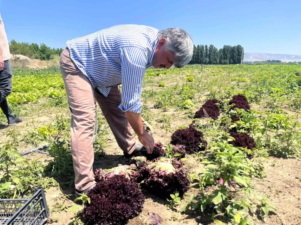 Üretici Fiyatı Hüsran: Marul 3 Lira, Tezgah 30 Lira