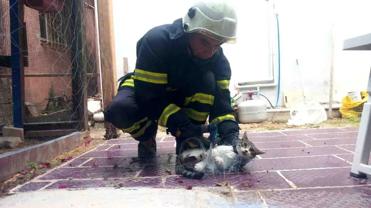 Balık Ağına Takılan Kedi İtfaiye Ekipleri Tarafından Kurtarıldı
