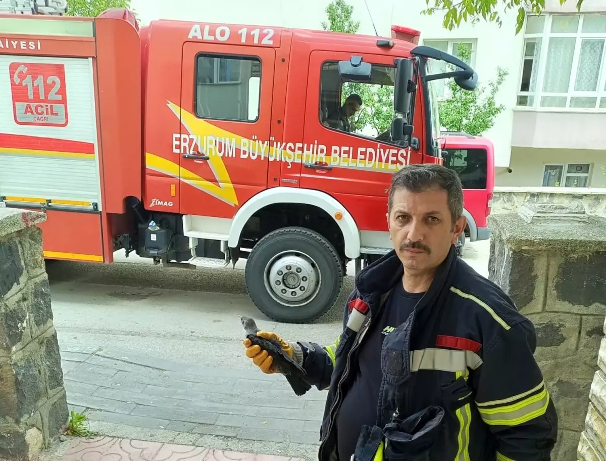 Erzurum\'da Mahsur Kalan Karga Yavrusu İtfaiye Ekipleri Tarafından Kurtarıldı