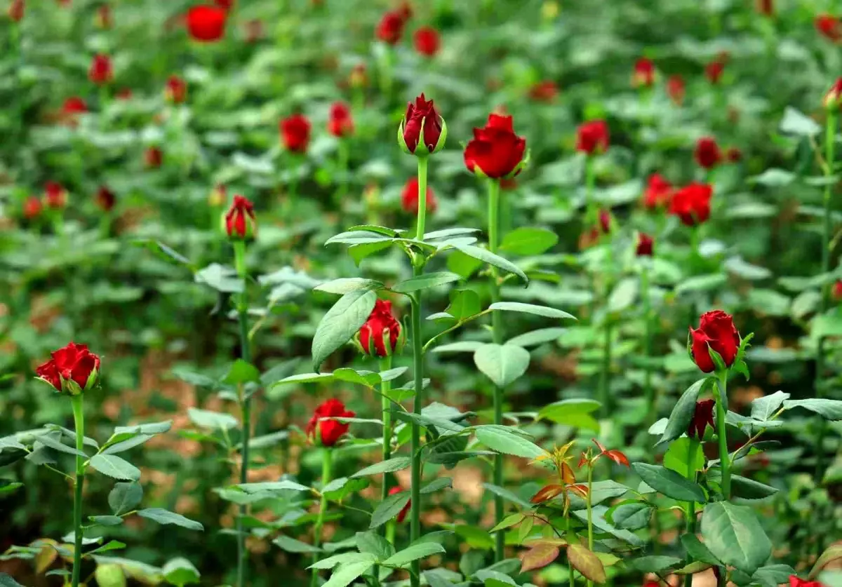İthal Güller Yerli Üreticiyi Zorluyor
