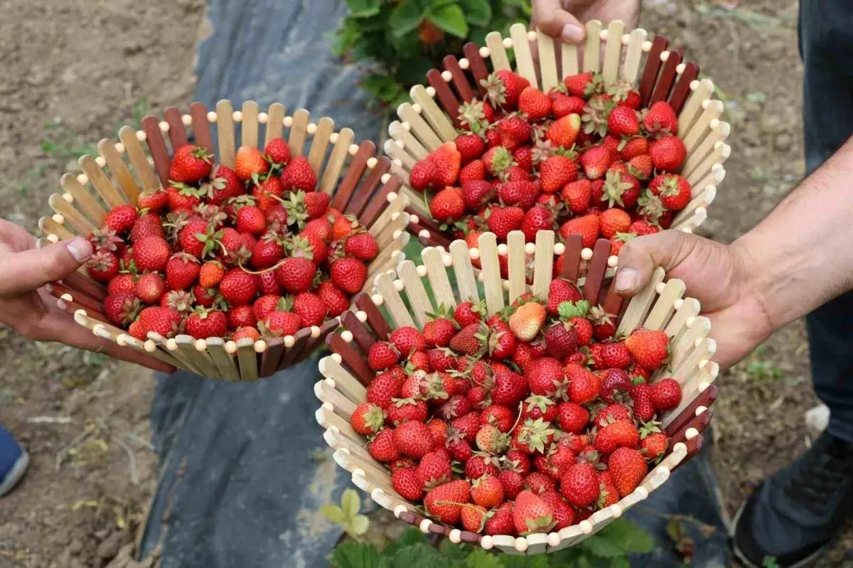 Ağrı\'da Çilek Üretimi Artıyor