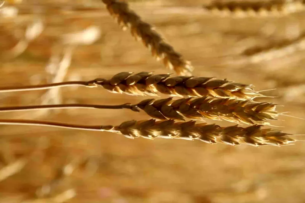 Buğday Fiyatlarında Dalgalanma