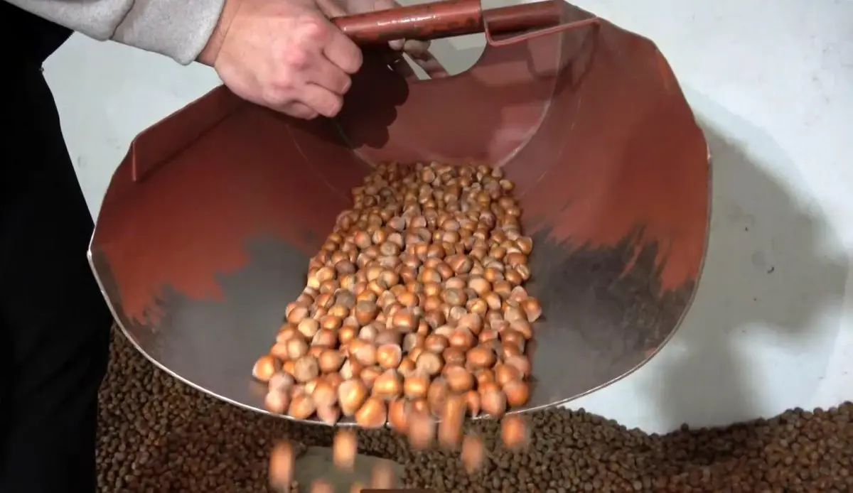 TMO Fındık Satışları Piyasayı Düzenleyecek