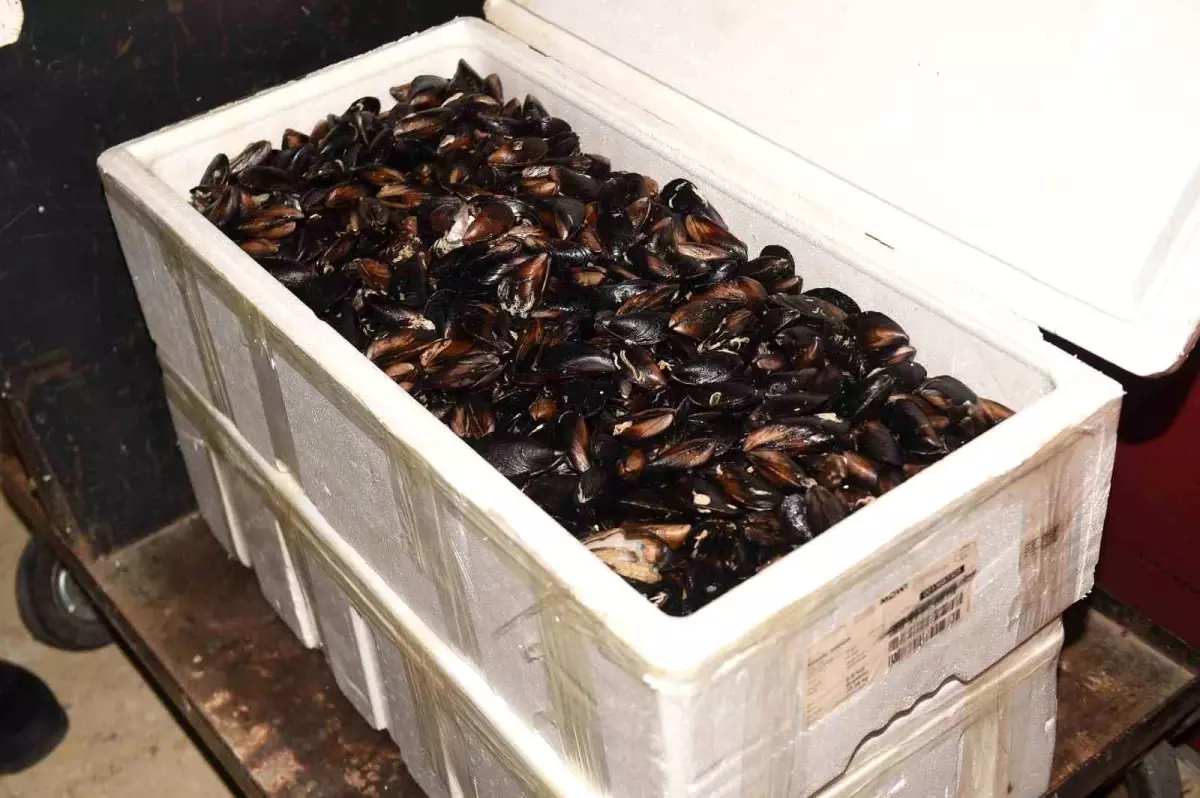 Kastamonu\'da Soğuk Zinciri Bozulmuş Midyeye El Konuldu