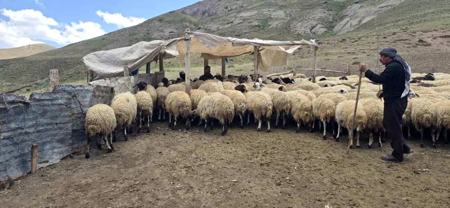 Taşdemir Ailesi\'nin Zorlu Hayvancılık Mücadelesi