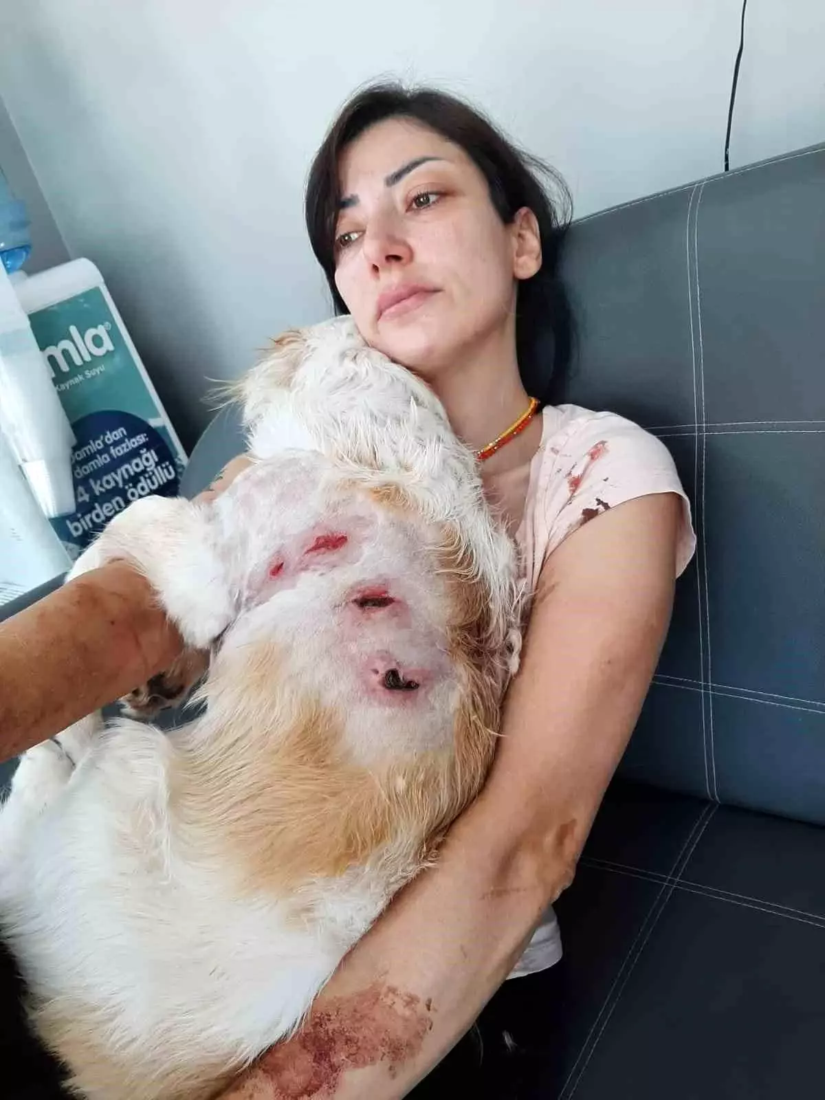 Bursa\'da Kangal Saldırısı: Kadın ve Köpeği Yaralandı