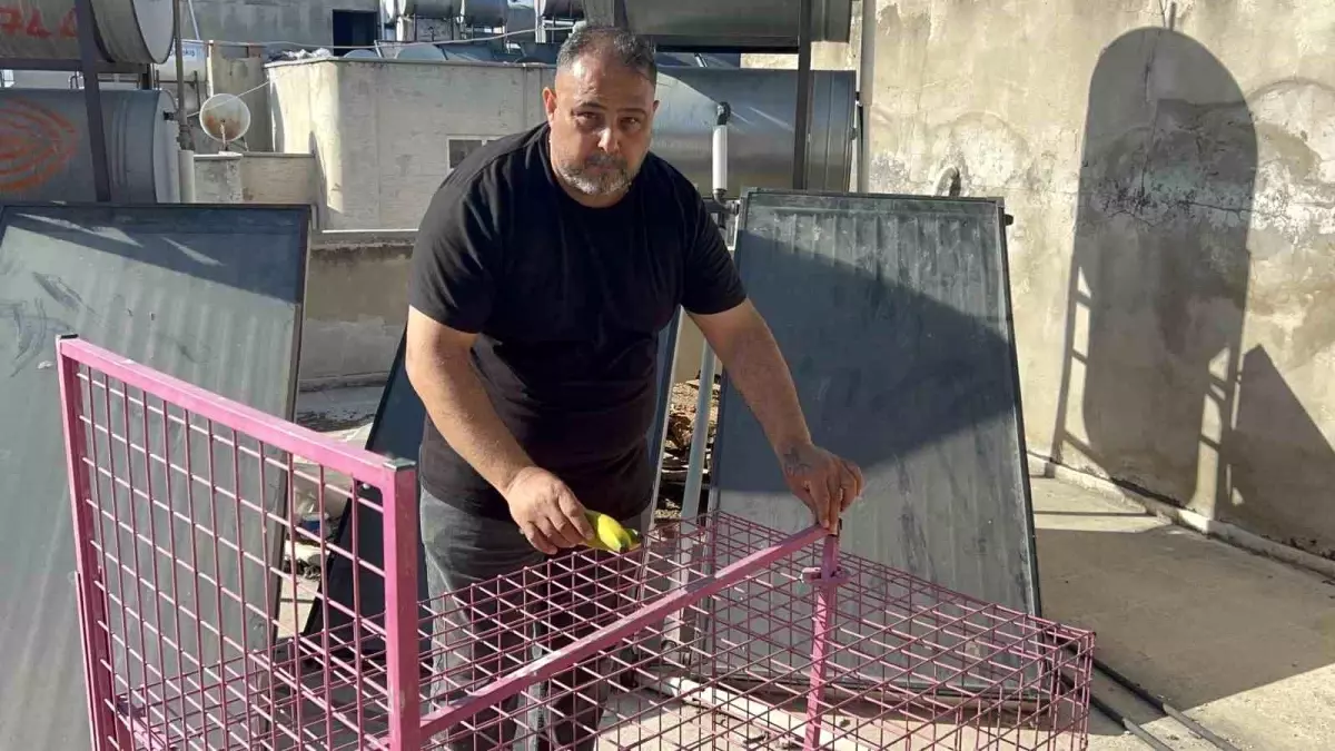Tarsus\'taki Hırsız Maymunu Yakalama Çabaları Başarısızlıkla Sonuçlandı