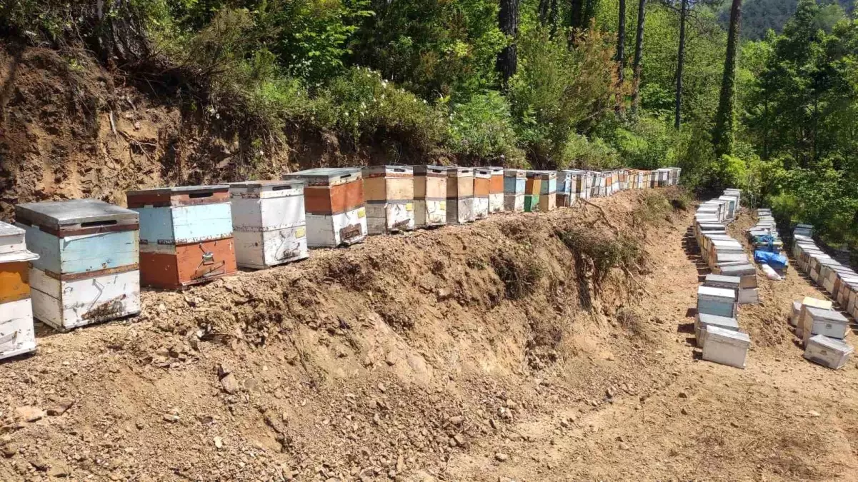 Kastamonu\'da 1 Milyon Arı Telefon Oldu