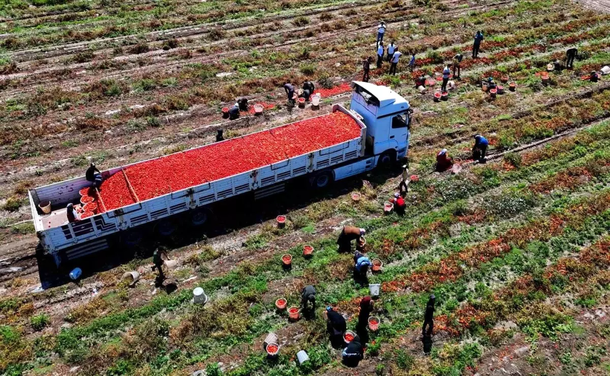 Adana\'da Domates Fiyatları Düşüyor