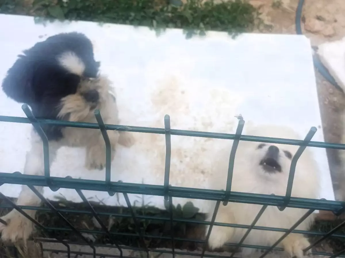 Kırklareli\'nde Kaçak Köpek Üretimine Baskın