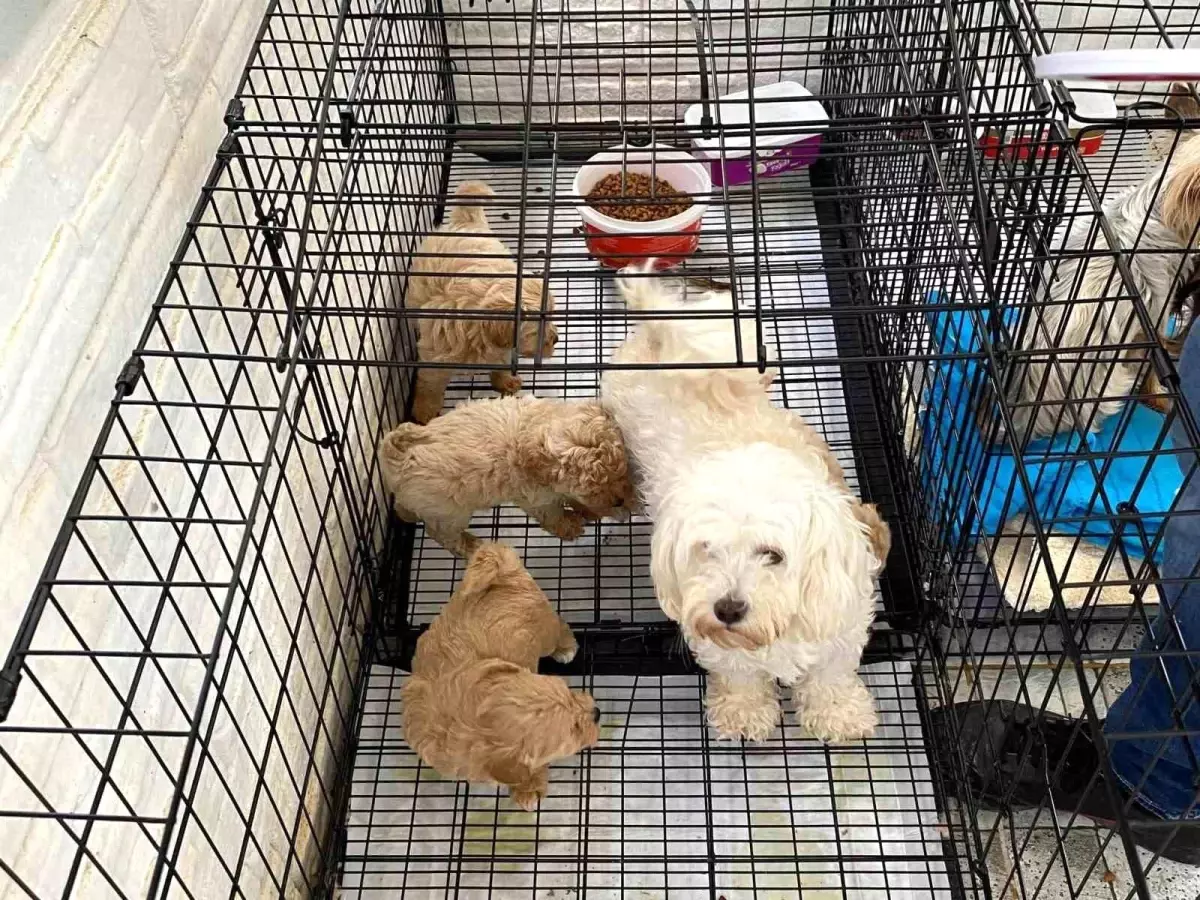 Kırklareli\'nde Kaçak Hayvan Üretimine Baskın: 12 Köpek Kurtarıldı
