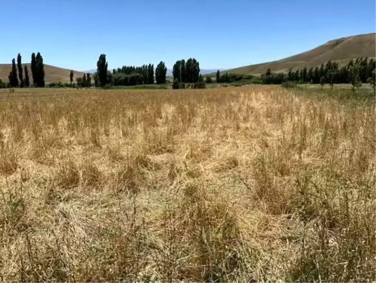 Yaban Domuzları Buğday Tarlasını Talan Etti