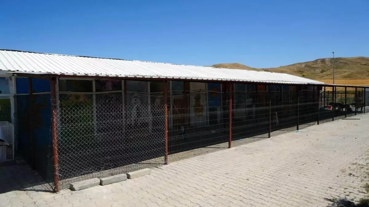 Adıyaman Belediyesi\'nden Sokak Hayvanlarına Yaz İçin Destek