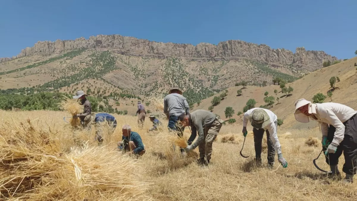 Hakkari\'de Çiftçiler İmece Usulü Hasat Yapıyor