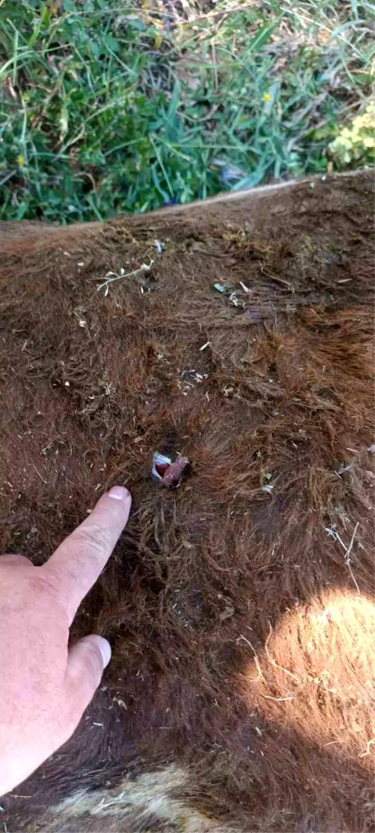 Erzurum\'da Yayla Kavgası: 1 Yaralı