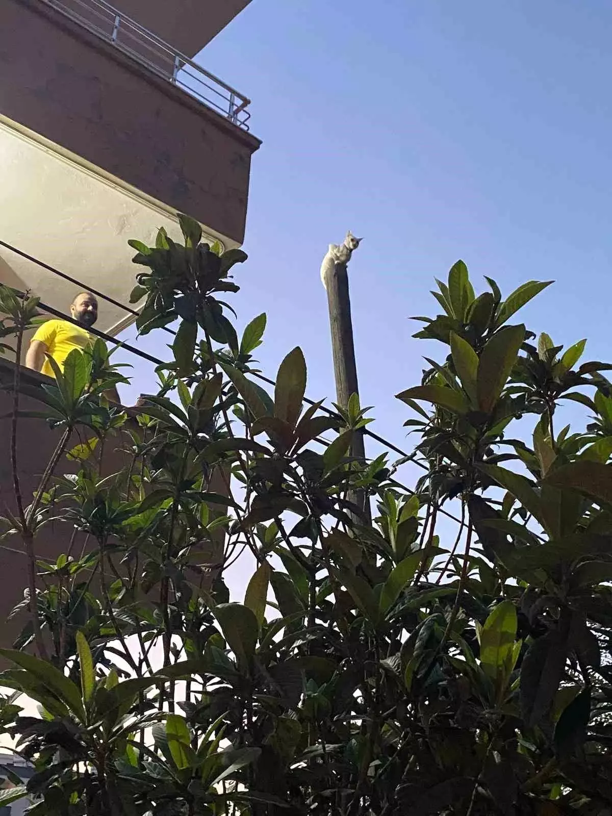İskenderun\'da Mahsur Kalan Kedi İtfaiye Tarafından Kurtarıldı