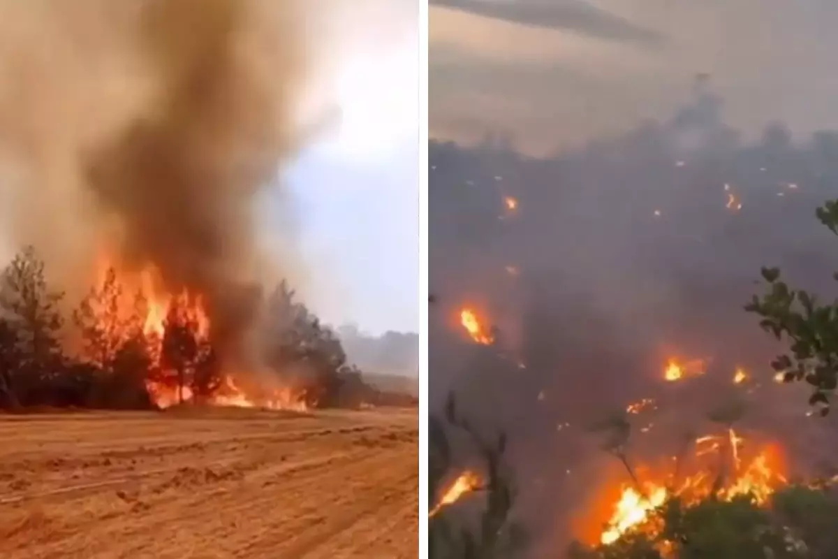 Bilecik\'teki yangından yürek burkan görüntüler! Orman alevlere böyle teslim oldu