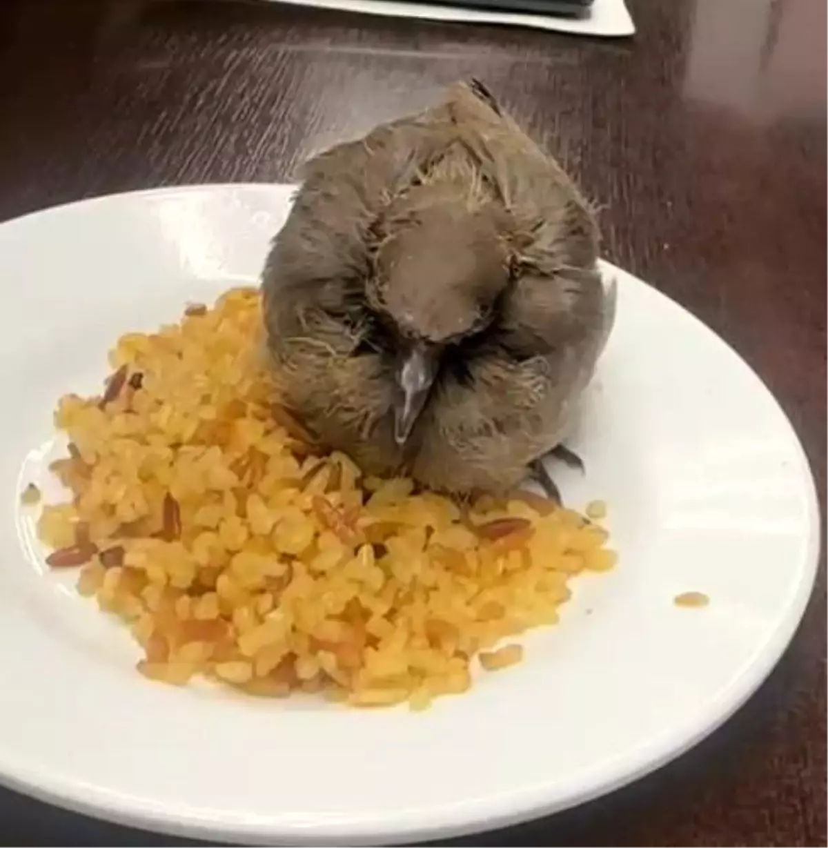 Sıcak Havada Kuşa Yardım Eli