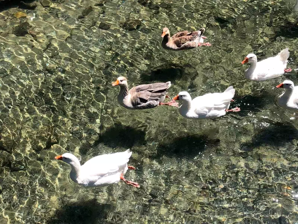 İnönü\'deki Berrak Kanal ve Ördekler