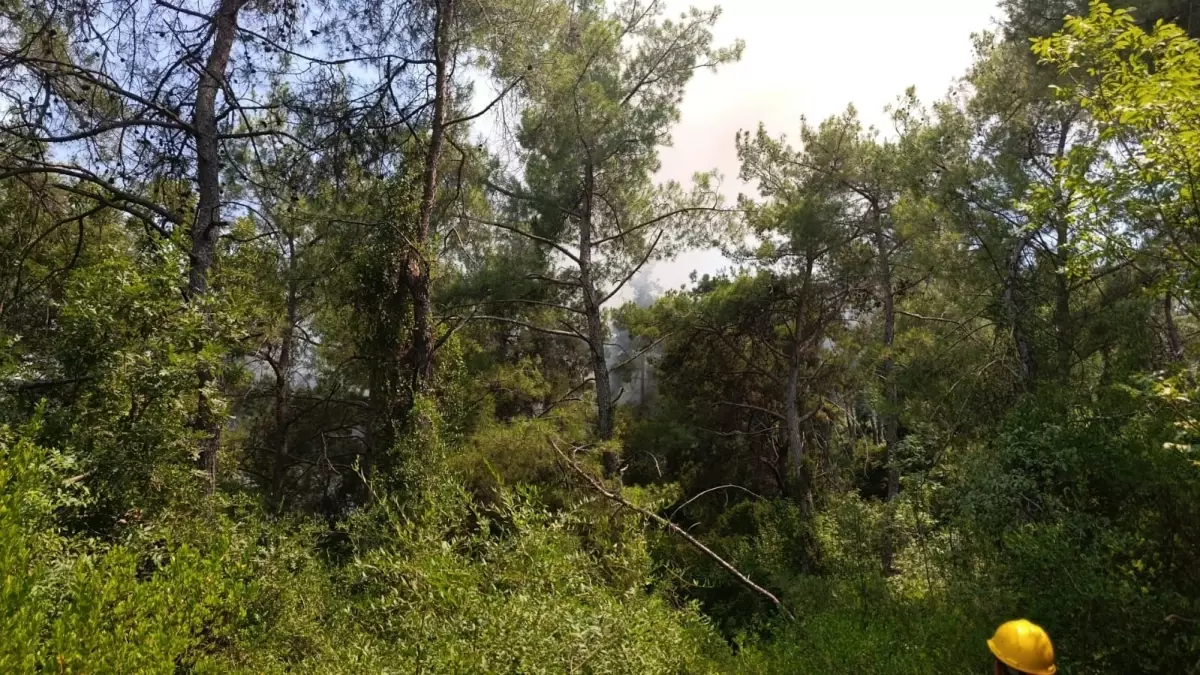 Kadirli\'de Orman Yangını