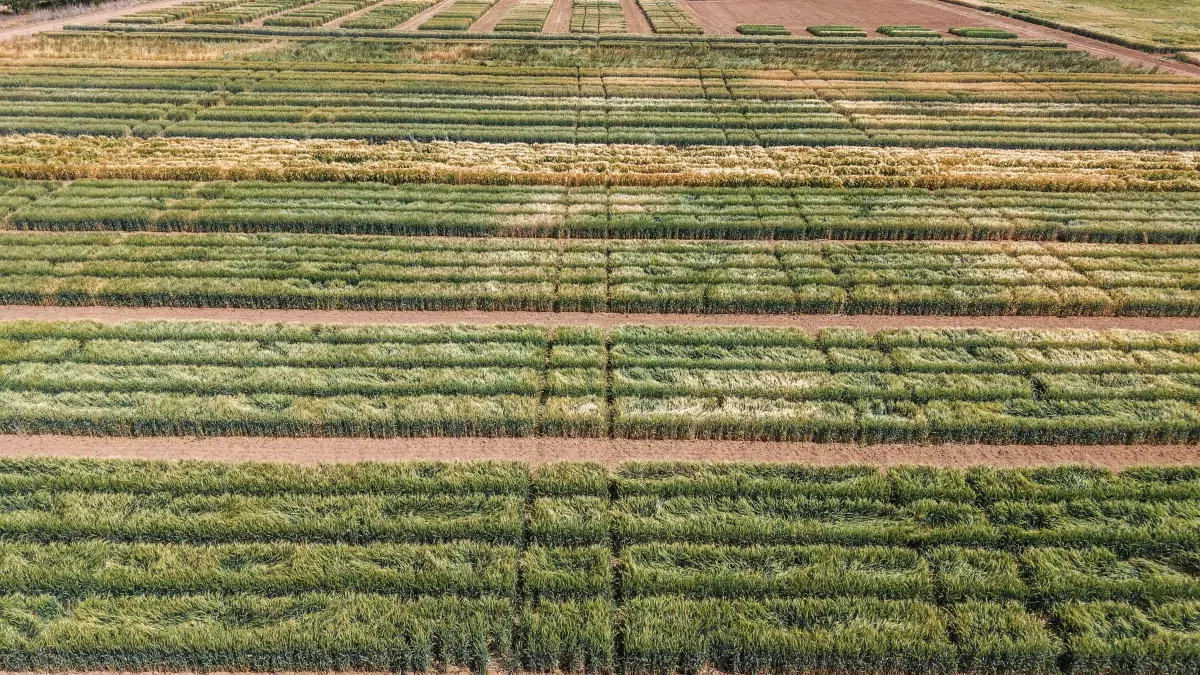 Kuraklığa Dayanıklı Bitkiler Üretimi Artıyor