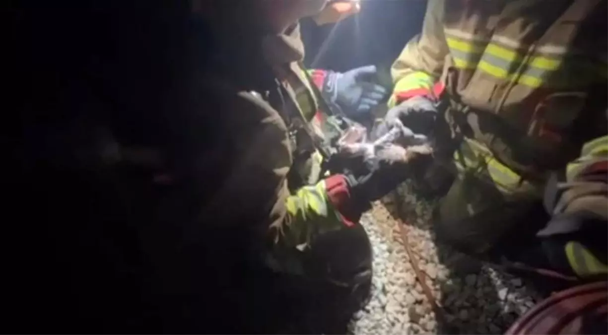 Hatay\'da Yangında Mahsur Kalan Kediler Kurtarıldı