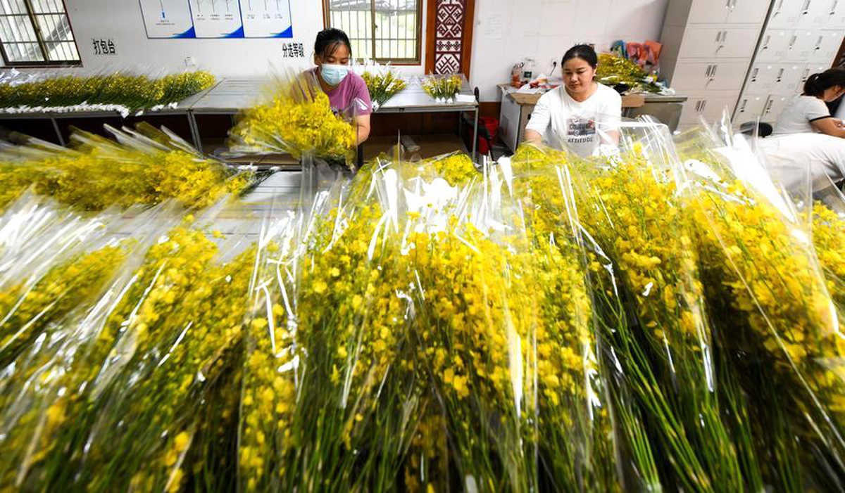 Hainan\'da Orkide Endüstrisi Kırsal Canlanmayı Destekliyor