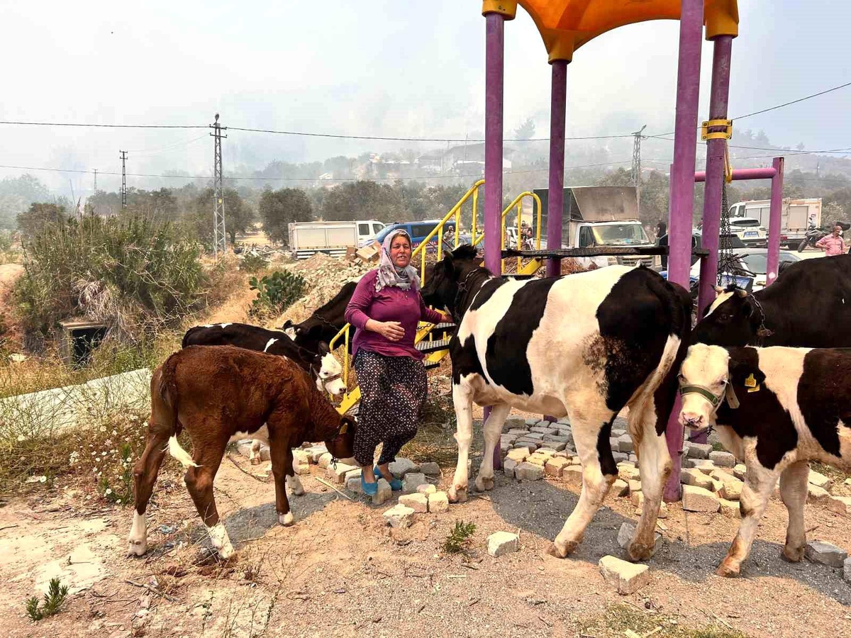 Hatay\'da Orman Yangını: Hayvanlar Kurtarıldı