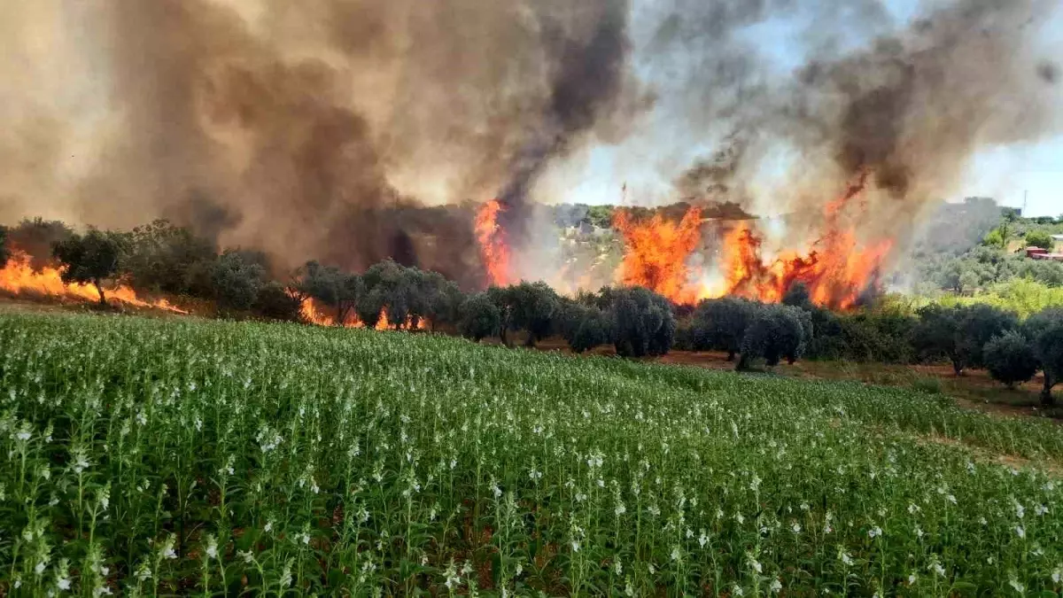 Antalya\'da Orman Yangını Kontrol Altına Alındı