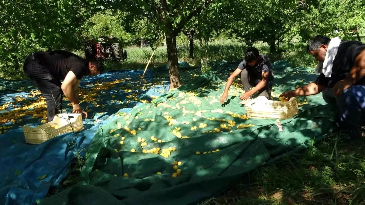 Malatya\'da Kayısı Hasadı Başladı