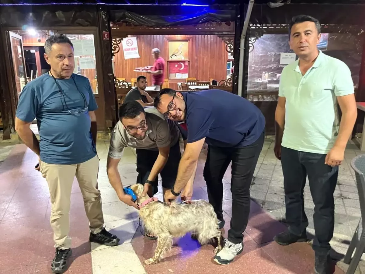 Havran\'da Kuduz Aşısı Uygulaması