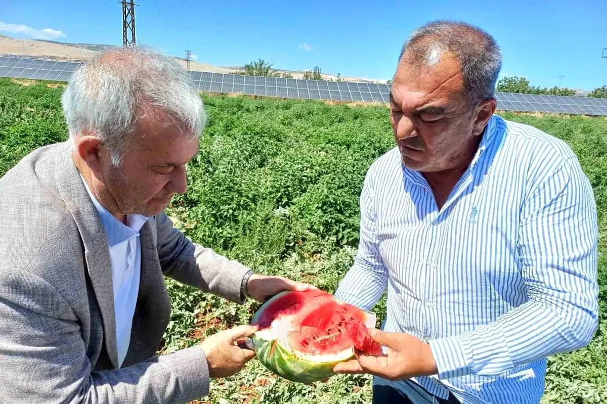 2025 Karpuz Hasadı Gaziantep\'te Başladı