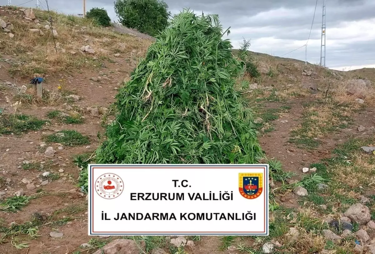 Aşkale\'de 720 Kök Kenevir Ele Geçirildi