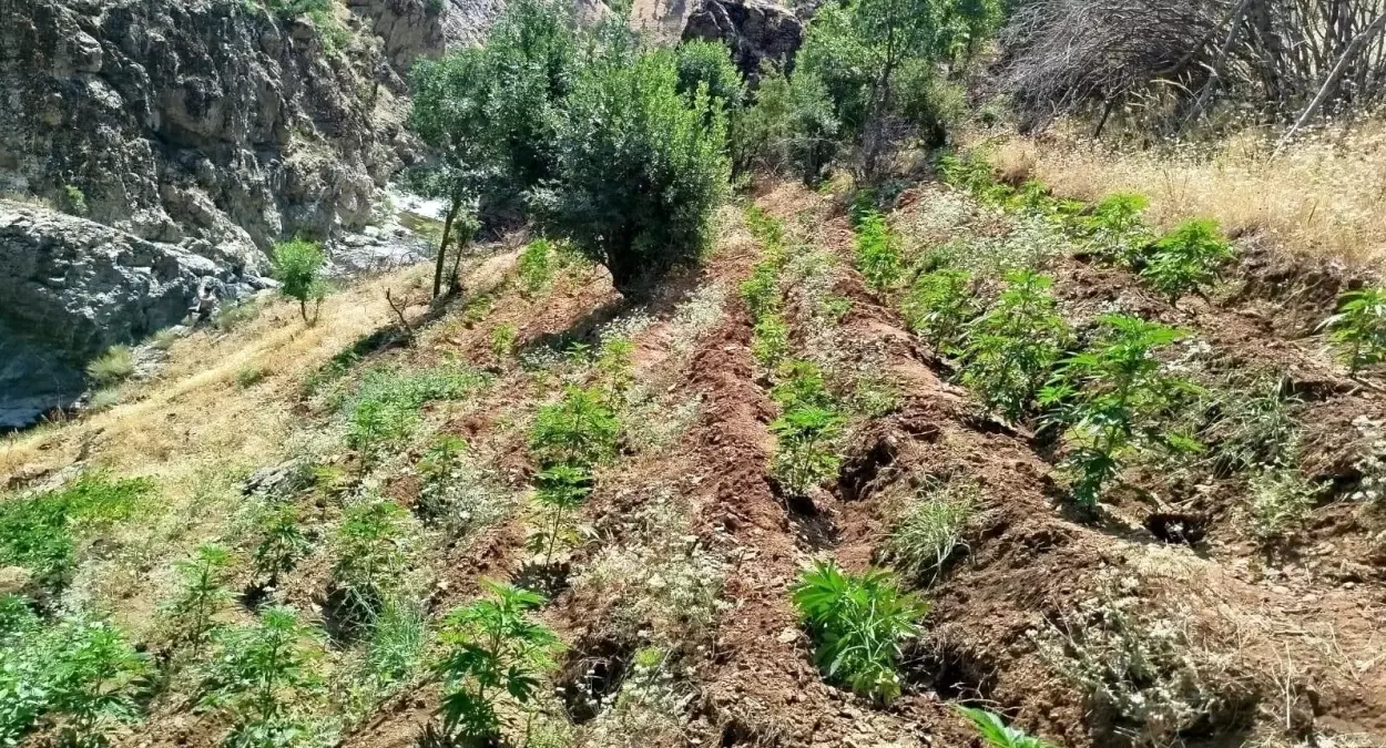 Bingöl\'de Kenevir Operasyonu: 5 Bin Kök Ele Geçirildi