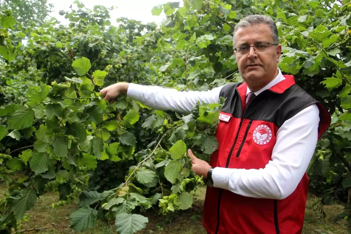 Ordu\'da Fındık Rekolte Tespiti Başladı