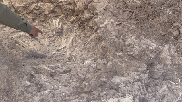 Keçi çobanının keşfettiği fosil alanı 7,7 milyon yıla tarihlendirildi
