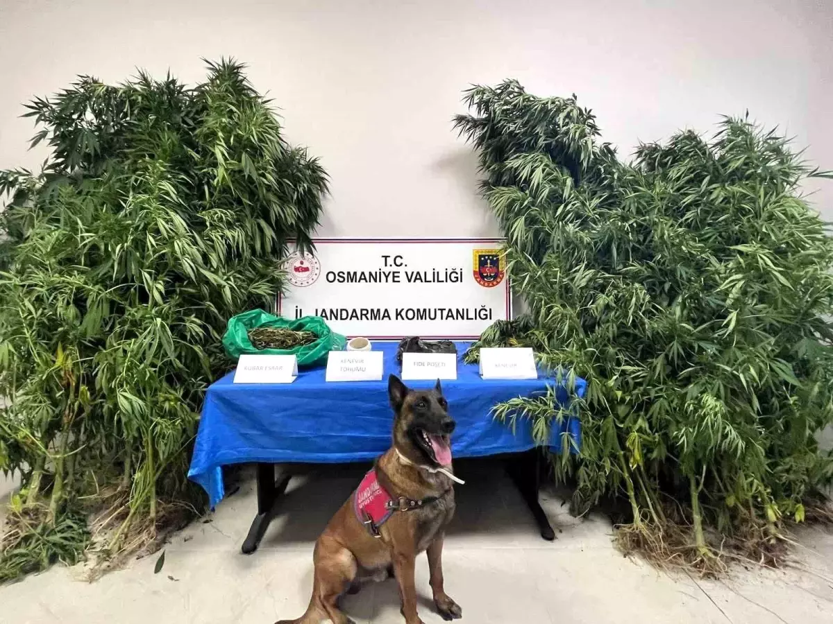 Osmaniye\'de Jandarma Operasyonu: 105 Gözaltı